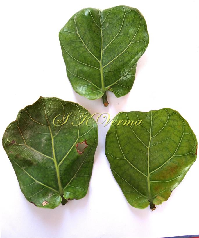  Leaves (Adaxial view)